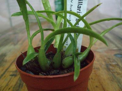 Maxillaria schunkeana - Černá orchidej - 4