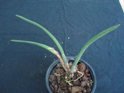 Maxillaria pachyphylla - 4
