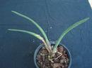 Maxillaria pachyphylla - 4/4