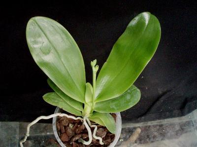 Phalaenopsis Phoenix Girl - 4