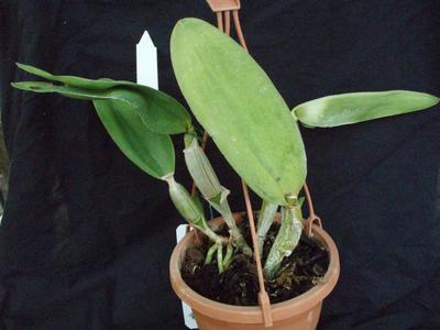 Cattleya dolosa v, alba - 4