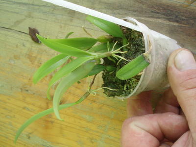 Bulbophyllum odoratissimum - 4
