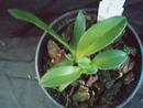 Cattleya bicolor - 4/4