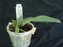 Cattleya iricolor - 4/4