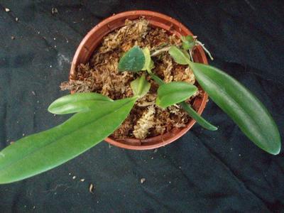 Bulbophyllum miniatum (menší trs) - 4
