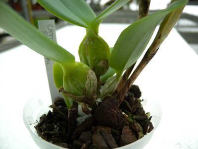 Cattleya skinneri - 4