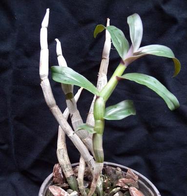 Dendrobium capituliflorum - 4