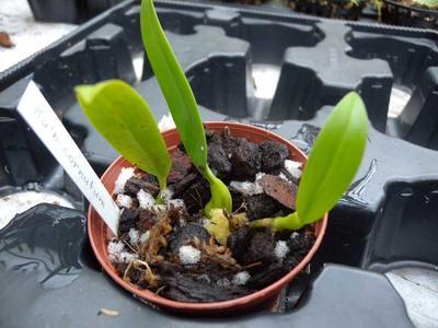 Bulbophyllum cornutum - 4