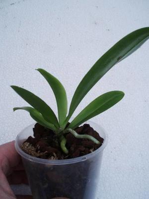 Phalaenopsis hieroglyphica 'Dark Taiwan' - 4