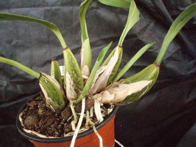 Bifrenaria harrisoniae (velká rostlina) - 4