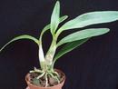 Epidendrum bracteolatum - 4/4