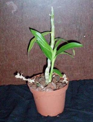 Dendrobium cretaceum - 4