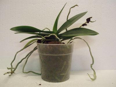 Phalaenopsis aphrodite - 4
