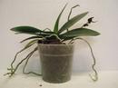 Phalaenopsis aphrodite - 4/4