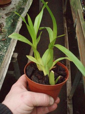 Orchidej pro začátečníky - Cambria/Oncidium mini - 4