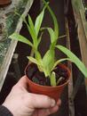 Orchidej pro začátečníky - Cambria/Oncidium mini - 4/4