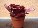 Begonia rex 'Red&Black' - 4/4