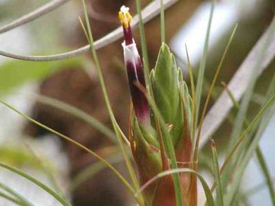 Tillandsia punctulata (střední rostlina) - 4