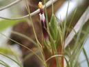 Tillandsia punctulata (střední rostlina) - 4/4