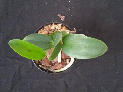 Cattleya guttata - 5