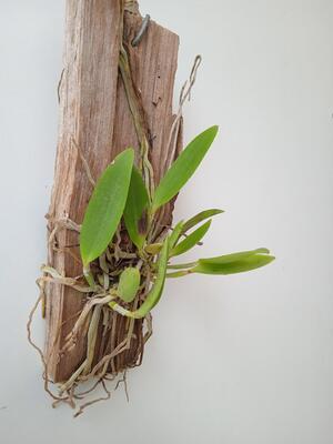 Cattleya schilleriana v. coerulea - 5
