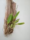 Cattleya schilleriana v. coerulea - 5/5