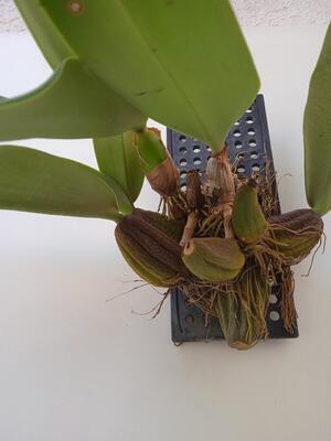 Bulbophyllum frostii x B. phalaenopsis - 5