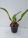 Blc. Thai Orchid No. 3 - 5/5