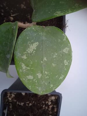 Hoya parasitica 'heart leaf' - 5