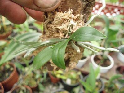 Phalaenopsis stobartiana - 5