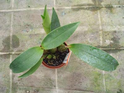 Dendrobium polysema - 5
