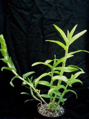 Dendrobium uniflorum - 5