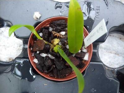 Bulbophyllum cornutum - 5