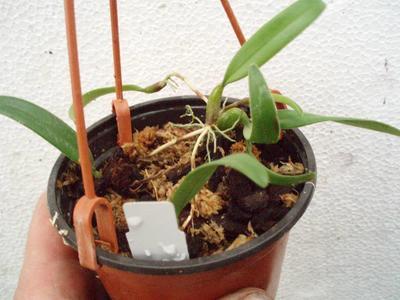 Bulbophyllum odoratissimum - 5