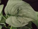 Scindapsus pinnatus 'Happy Leaf' - 5/5