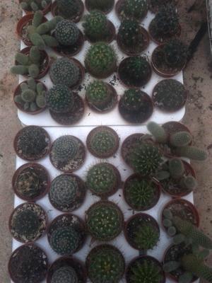 sada 5 různých kaktusů - 6