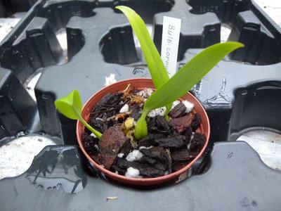Bulbophyllum cornutum - 6