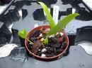 Bulbophyllum cornutum - 6/6