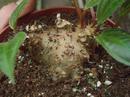 Monolena primuliflora 'Midnight Glory' - 4/4