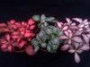 Orchideje, tilandsie, kaktusy, sukulenty  - První burza v roce 2018 - Tropické zahradnictví Choteč 91