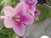 Orchideje, tilandsie, kaktusy, sukulenty  - Streptocarpy opět v nabídce - Tropické zahradnictví Choteč 91