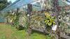 Orchideje, tilandsie, kaktusy, sukulenty  - Nové tilandsie skladem - Tropické zahradnictví Choteč 91