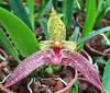 Orchideje, tilandsie, kaktusy, sukulenty  - Nové druhy botanických orchidejí - Tropické zahradnictví Choteč 91
