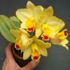 Orchideje, tilandsie, kaktusy, sukulenty  - Nová kolekce mini orchidejí - Tropické zahradnictví Choteč 91