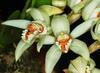 Orchideje, tilandsie, kaktusy, sukulenty  - Aktualizovali jsme nabídku orchidejí - Tropické zahradnictví Choteč 91