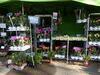 Orchideje, tilandsie, kaktusy, sukulenty  - Podzimní přerušení prodeje v Chotči  - Tropické zahradnictví Choteč 91