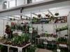 Orchideje, tilandsie, kaktusy, sukulenty  - Výstavy - Tropické zahradnictví Choteč 91