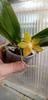 Orchideje, tilandsie, kaktusy, sukulenty  - Nové botanické orchideje v nabídce - Tropické zahradnictví Choteč 91