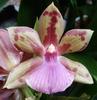 Orchideje, tilandsie, kaktusy, sukulenty  - Nové orchideje v nabídce - Tropické zahradnictví Choteč 91