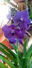 Orchideje, tilandsie, kaktusy, sukulenty  - Nové orchideje, tilandsie, bromélie... - Tropické zahradnictví Choteč 91